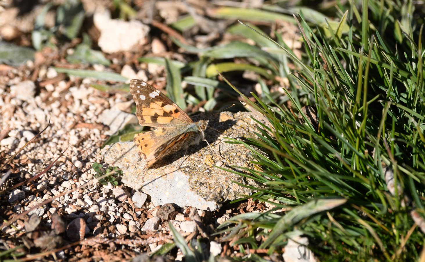 Vanessa cardui [400 mm, 1/2000 sec at f / 8.0, ISO 1000]